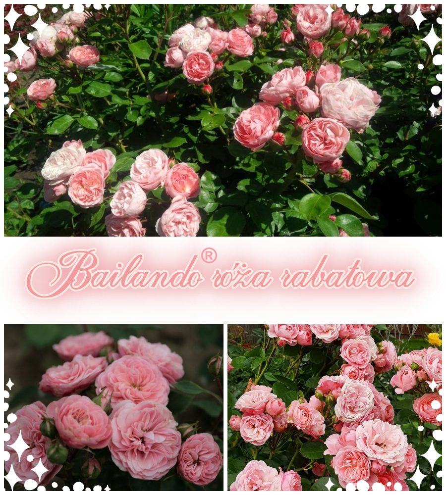 Bailando róże rabatowe kol